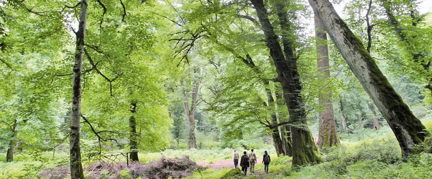 Hyrcanian forests form a unique forested massif that stretches 850 km along the southern coast of the Caspian Sea. The history of these broad-leaved forests dates back 25 to 50 million years, when they covered most of this Northern Temperate region. These ancient forest areas retreated during the Quaternary glaciations and then expanded again as the climate became milder. Their floristic biodiversity is remarkable: 44% of the vascular plants known in Iran are found in the Hyrcanian region, which only covers 7% of the country. To date, 180 species of birds typical of broad-leaved temperate forests and 58 mammal species have been recorded, including the iconic Persian Leopard (Panthera pardus tulliana).